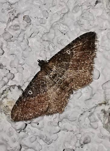 Réf. 333 677 : Nycterosea obstipata